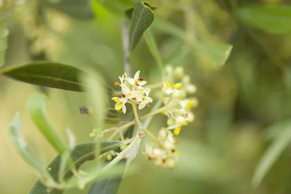 Flores de olivo —  Fotos de Stock