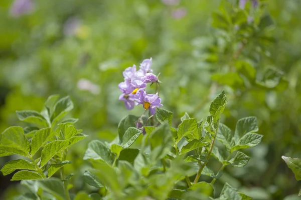 Flowering potato plants — Stock Photo, Image
