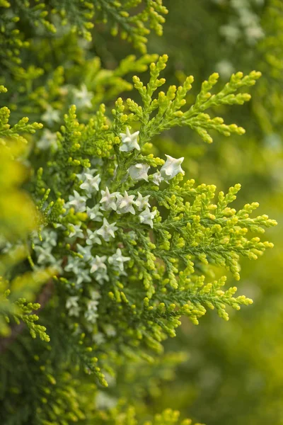 Thuja branches background — Stock Photo, Image