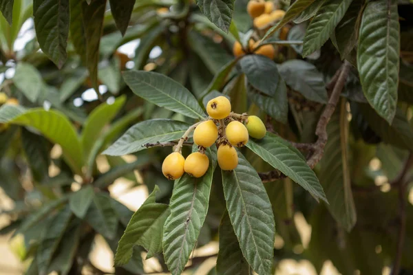 Ramas de níspero, Eriobotrya japonica —  Fotos de Stock