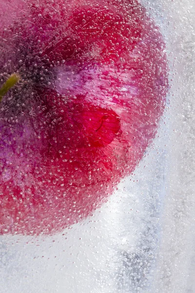 Frozen flora background — Stock Photo, Image