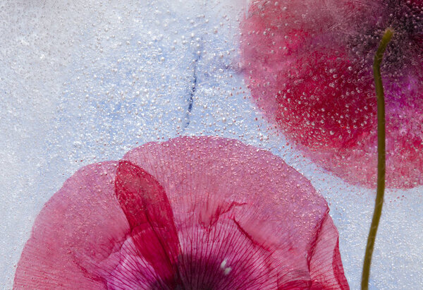 frozen flora background