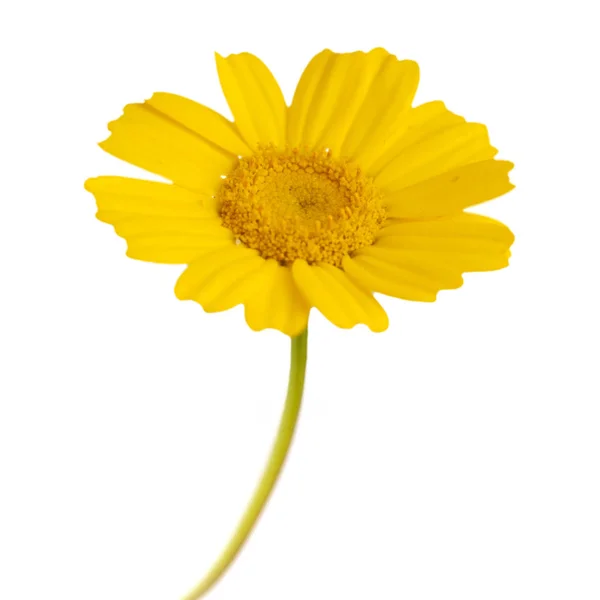 Guirlande jaune chrysanthème — Photo