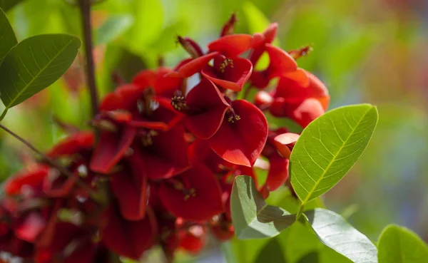 エリスリナ鶏冠の自然の花の背景 — ストック写真