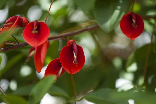 Натуральный цветочный фон Erythrina crista-galli — стоковое фото