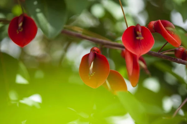 Erythrina crista-galli, doğal çiçek arka plan — Stok fotoğraf