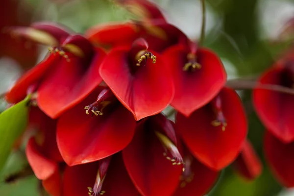 エリスリナ鶏冠の自然の花の背景 — ストック写真