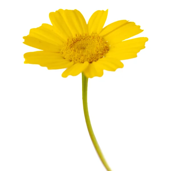 黄色花环菊花 — 图库照片