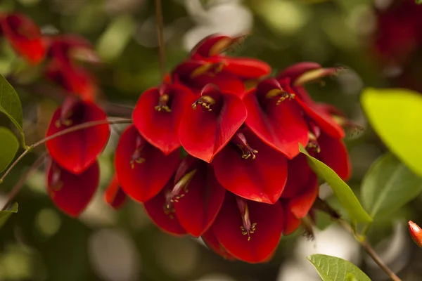 エリスリナ鶏冠の自然の花の背景 — ストック写真