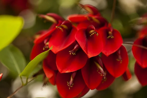 Натуральный цветочный фон Erythrina crista-galli — стоковое фото