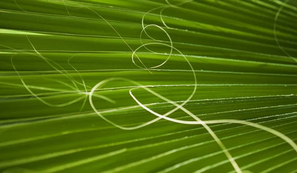 Fã palmeira folha — Fotografia de Stock