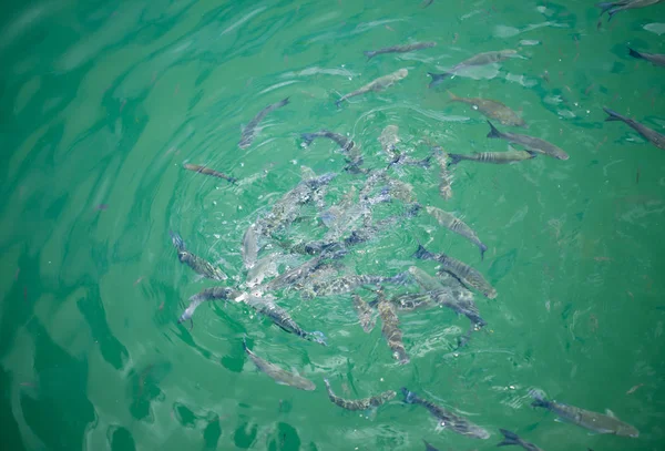 Peixe na água — Fotografia de Stock