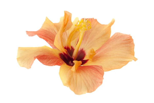 Hibiscus orange clair — Photo