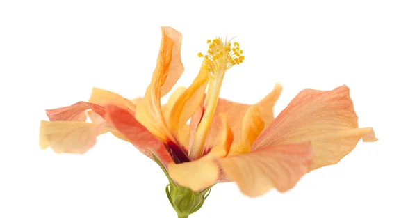 Light orange hibiscus — Stock Photo, Image
