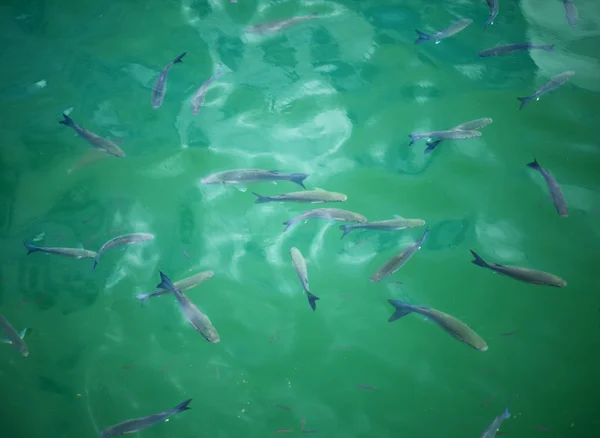 Peixe na água — Fotografia de Stock