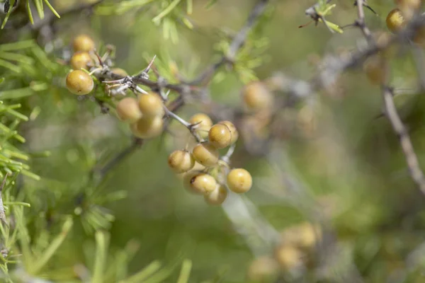 Flora of Canary Islands -  Asparagus nesiotes — Stock Photo, Image