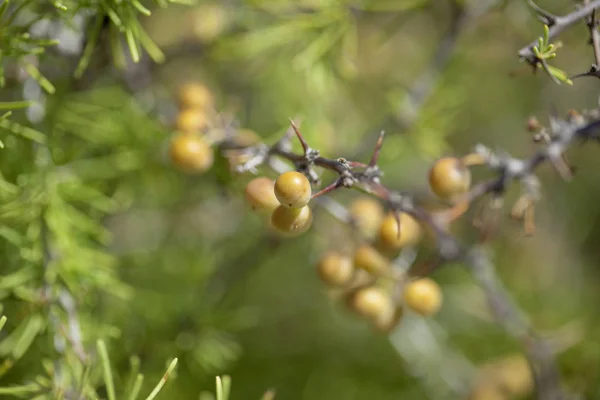 Flora Kanárských ostrovů-chřest nesiotes — Stock fotografie