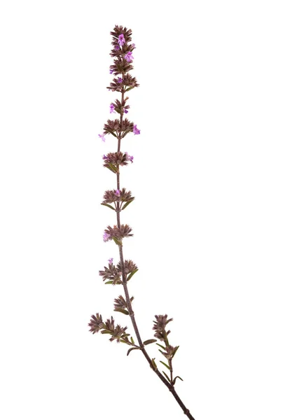 Flora of Gran Canaria -  Micromeria herb — Stock Photo, Image