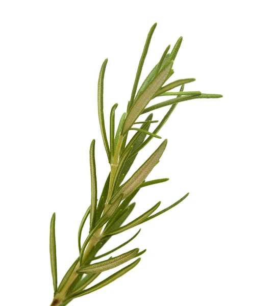 Rosemary twig isolated — Stock Photo, Image