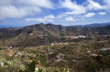 Büyük Kanarya, Ekim