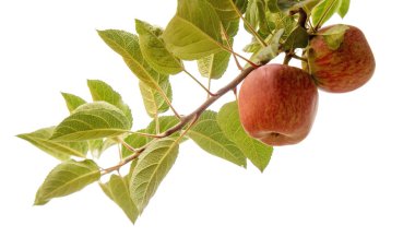 ripening apples on a branch clipart