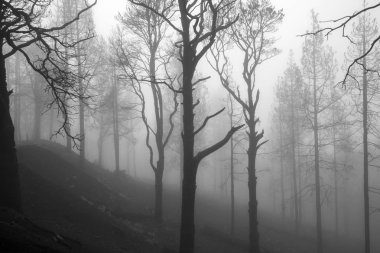 Büyük Kanarya, Ekim