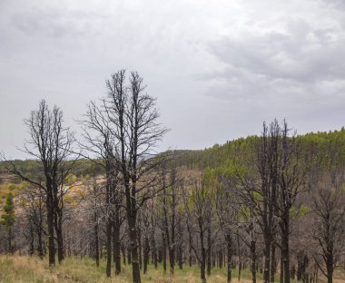 Büyük Kanarya, Ekim