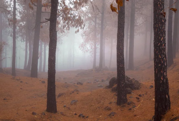 Gran Canaria, octubre — Foto de Stock