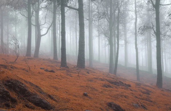 Gran Canaria, październik — Zdjęcie stockowe