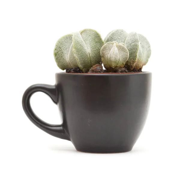 Piccolo cactus in una tazza nera — Foto Stock