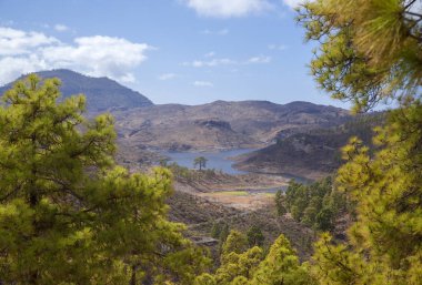 Büyük Kanarya, Kasım