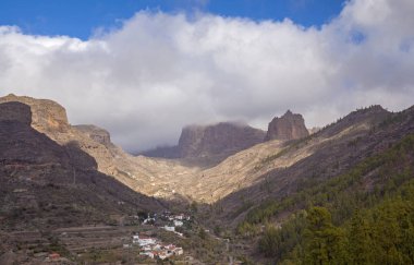 Büyük Kanarya, Kasım