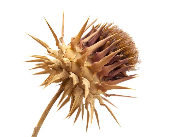 Dried artichoke flower — Stock Photo, Image