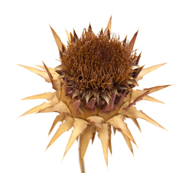 Dried artichoke flower — Stock Photo, Image