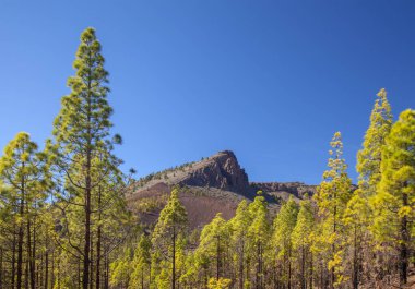 Tenerife, Vilaflor belediye manzaraları
