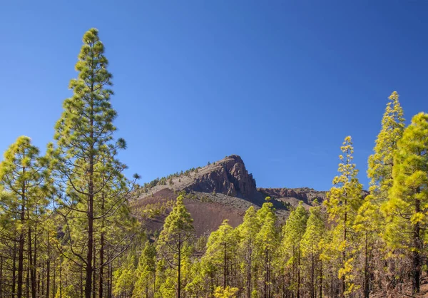 Teneriffa, Vilaflor kommun landskap — Stockfoto