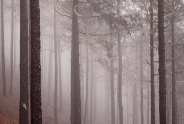Büyük Kanarya, Kasım
