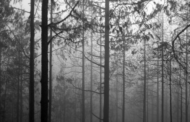 Büyük Kanarya, Kasım