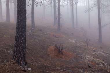 Büyük Kanarya, Kasım