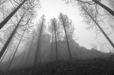 Büyük Kanarya, Kasım