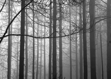 Büyük Kanarya, Kasım