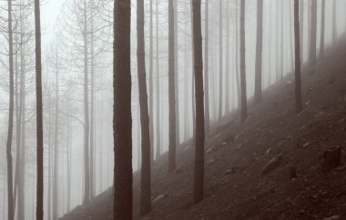Büyük Kanarya, Kasım