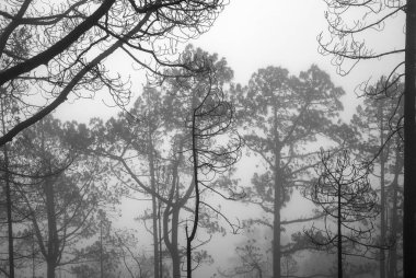 Büyük Kanarya, Kasım