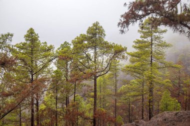 Büyük Kanarya, Kasım