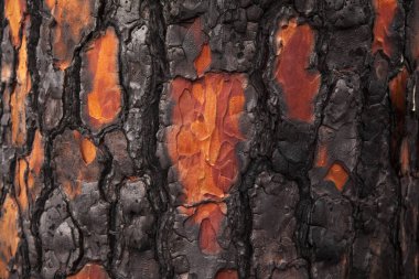 Büyük Kanarya, Kasım