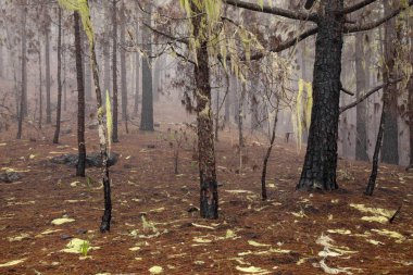 Büyük Kanarya, Kasım