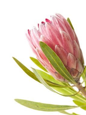Pembe protea çiçek