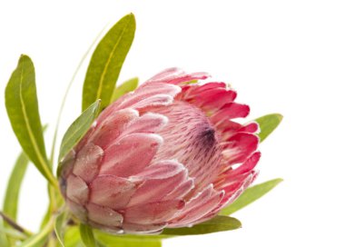 Pembe protea çiçek