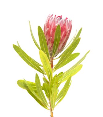pink protea flower clipart