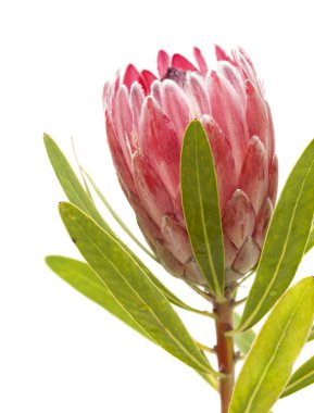 Pembe protea çiçek